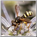 Conops flavipes - Dickkopffliege m03.jpg